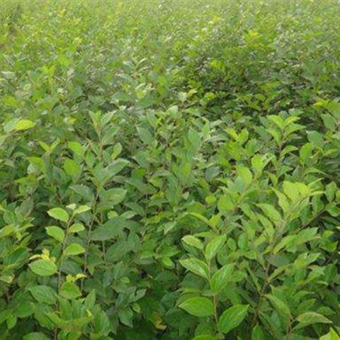 樸樹基地圖片/樸樹基地樣板圖 (3)