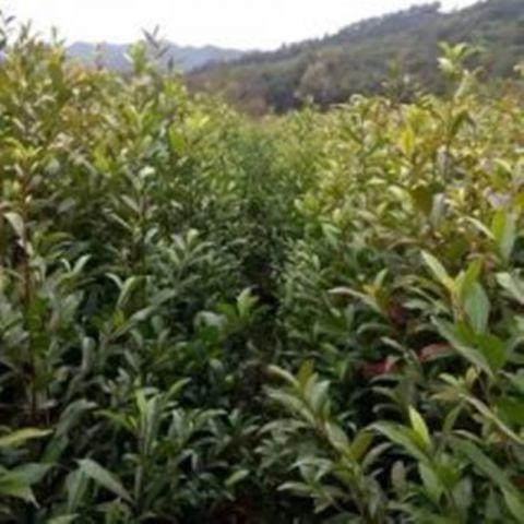 杜英小苗_杜英樹(shù)價(jià)格-杜英樹(shù)批發(fā)-德安縣高塘成勝苗木基地 杜英樹(shù)苗