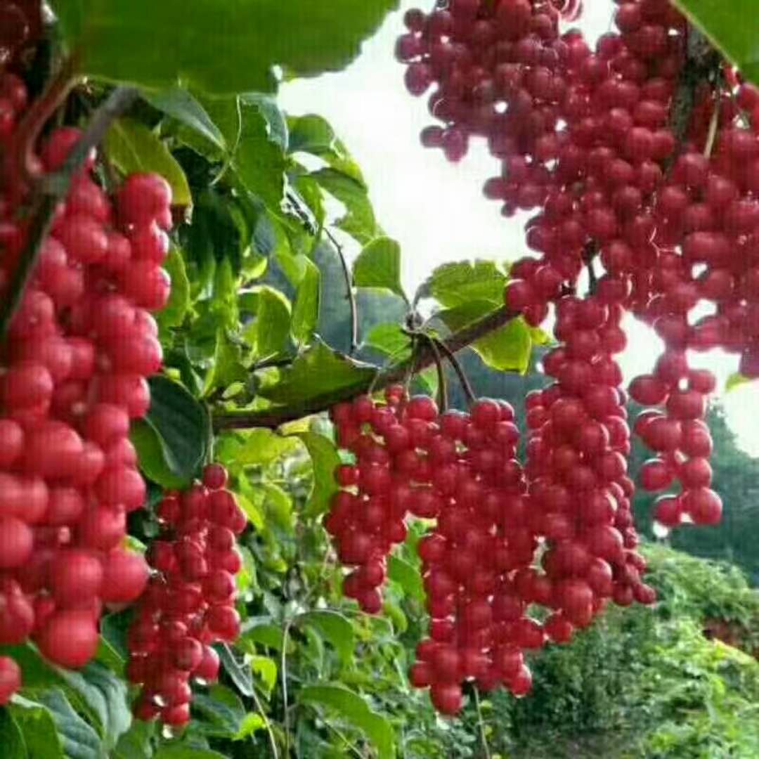 五味子苗圖片/五味子苗樣板圖 (2)