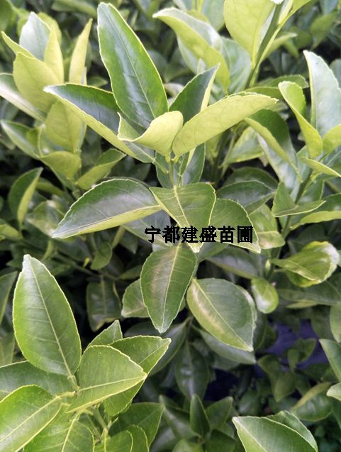 桔柚苗圖片/桔柚苗樣板圖 (3)