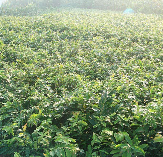 板栗苗圖片/板栗苗樣板圖 (1)