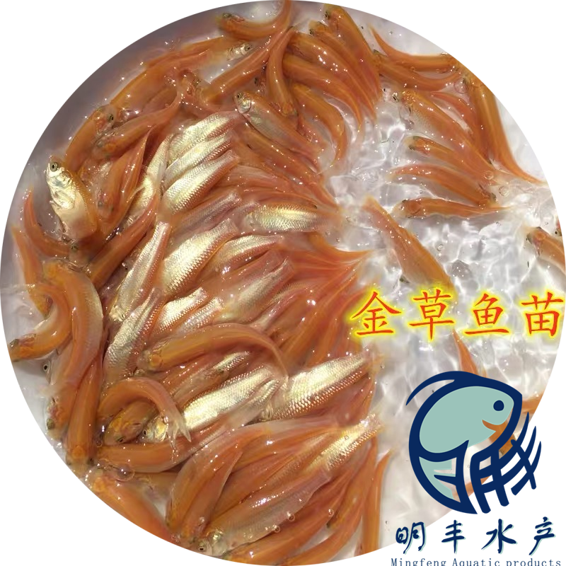金草皖魚苗圖片