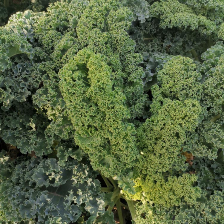 羽衣甘蓝种子四季种植种籽苗孑食用秋冬季紫色蔬菜种籽四季盆栽菜苗冬季图片