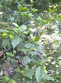 綠化灌木圖片/綠化灌木樣板圖 (3)