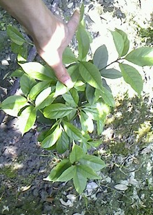 四川成都 供應(yīng)綠化灌木 四季桂籠子 (佛頂珠桂花) 日香桂