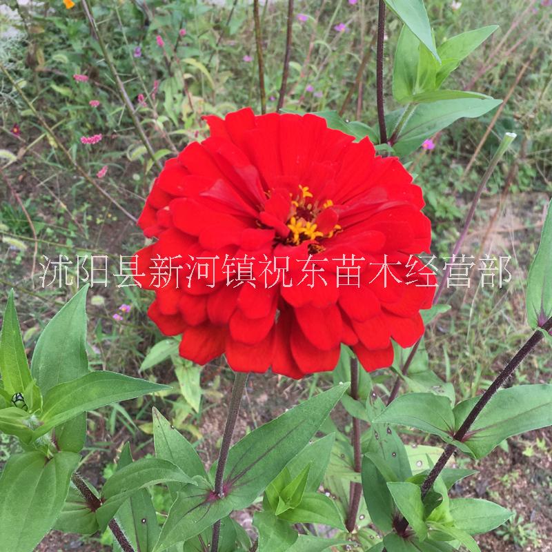 波斯菊圖片/波斯菊樣板圖 (2)