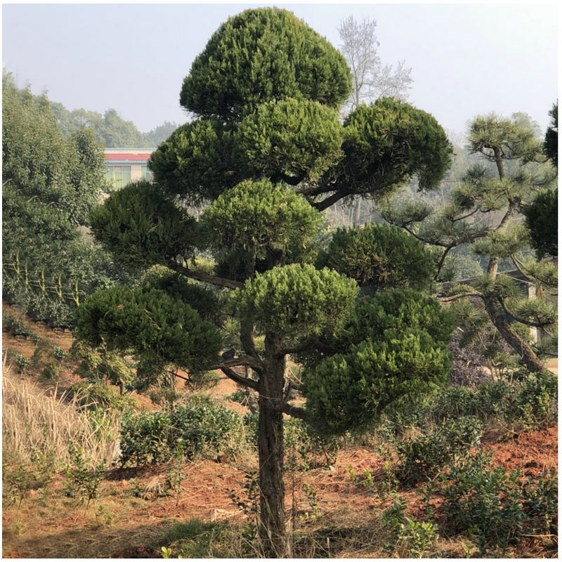 造型樹圖片/造型樹樣板圖 (2)
