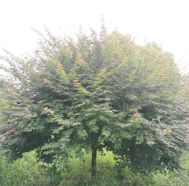 紅楓圖片/紅楓樣板圖 (4)