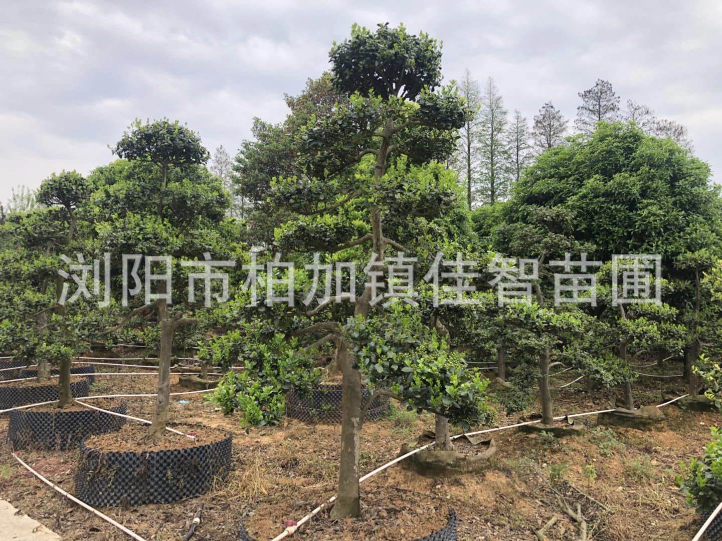 造型無刺枸骨圖片/造型無刺枸骨樣板圖 (3)