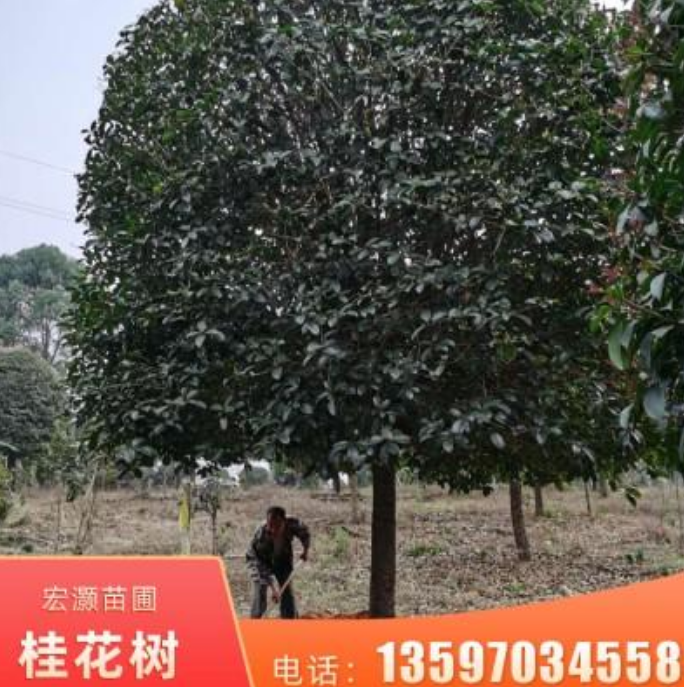 桂花樹(shù)圖片/桂花樹(shù)樣板圖 (1)