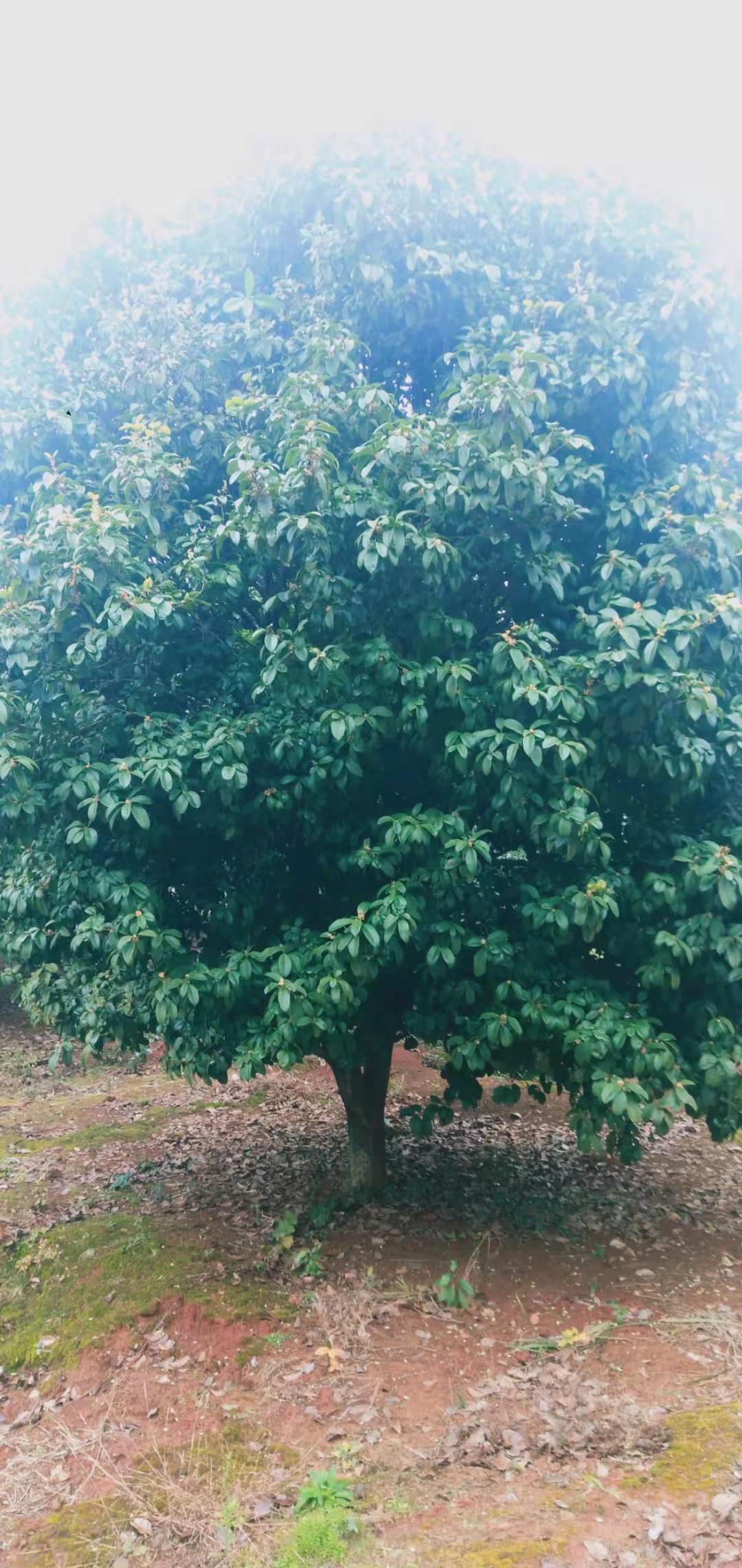 30公分桂花圖片/30公分桂花樣板圖 (1)