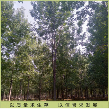 白蠟景觀樹圖片/白蠟景觀樹樣板圖 (3)