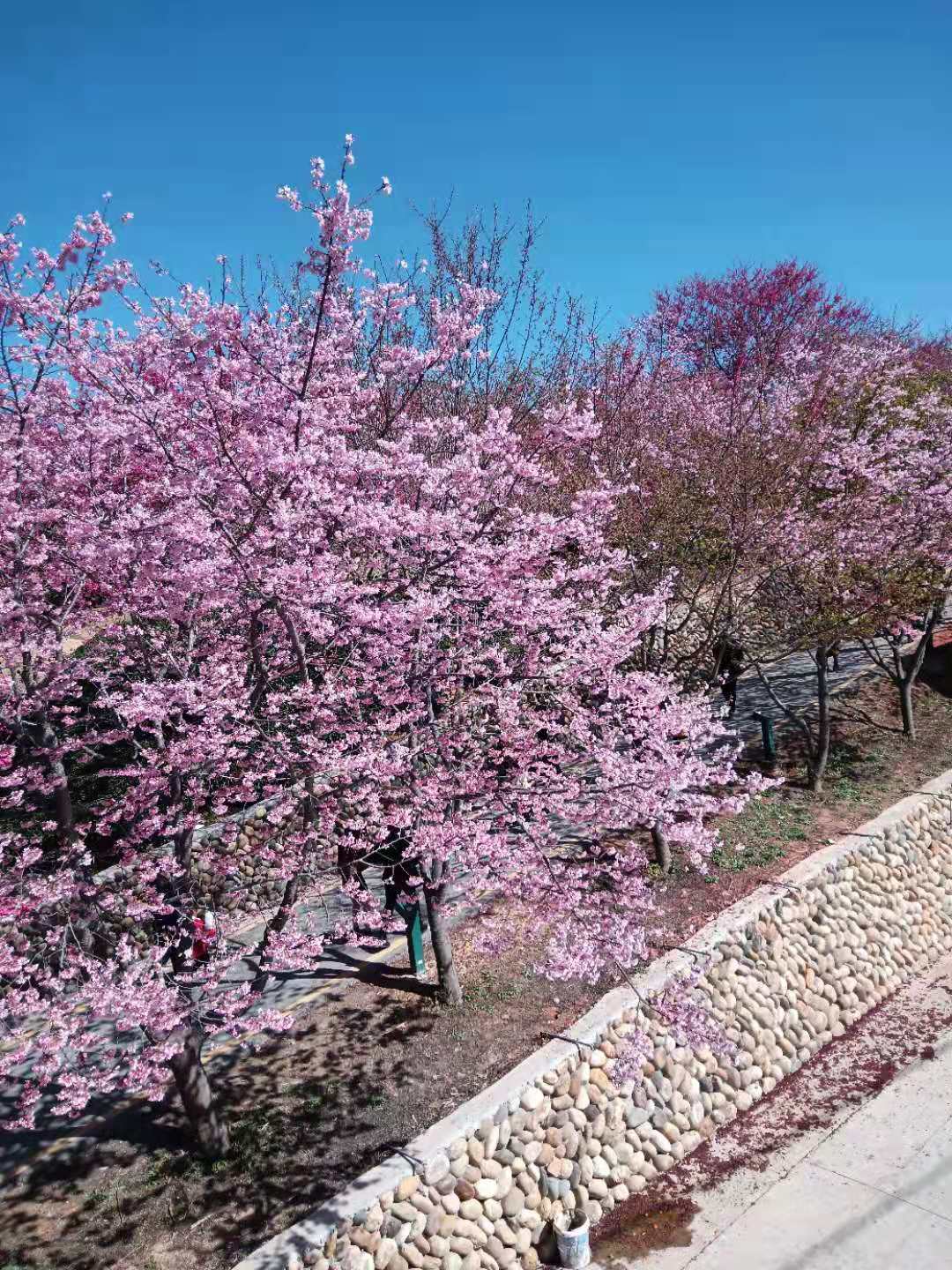 櫻花圖片/櫻花樣板圖 (1)