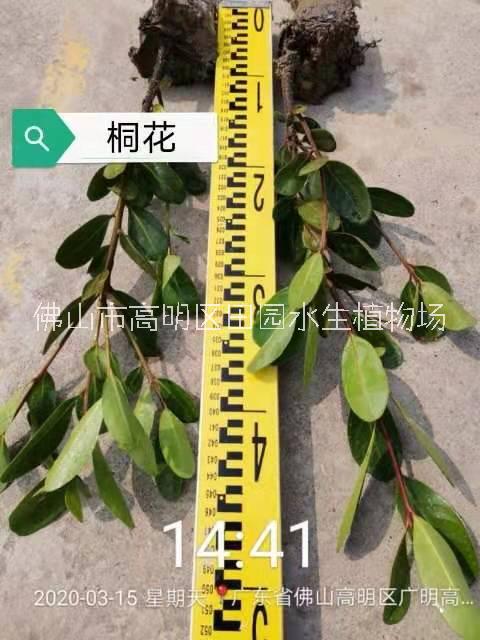 紅樹林桐花圖片