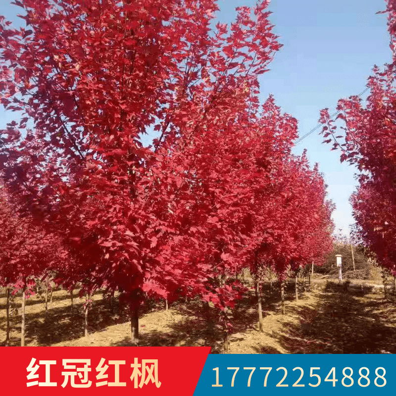 紅楓小苗圖片/紅楓小苗樣板圖 (4)
