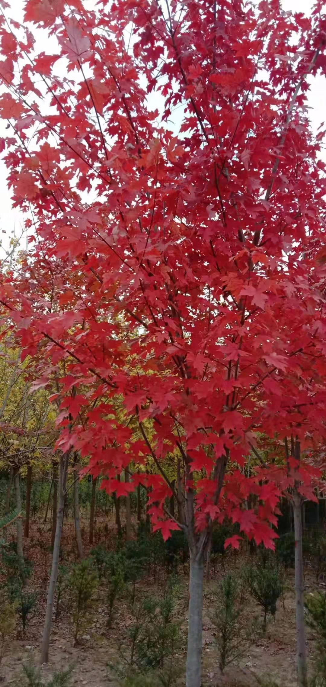 美國紅楓圖片/美國紅楓樣板圖 (3)