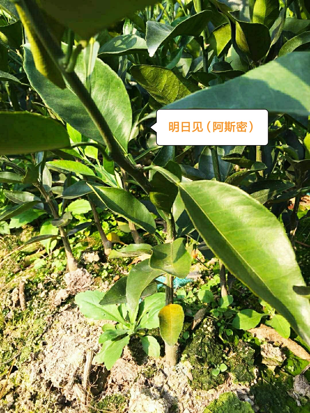 柑桔苗明日見圖片/柑桔苗明日見樣板圖 (2)