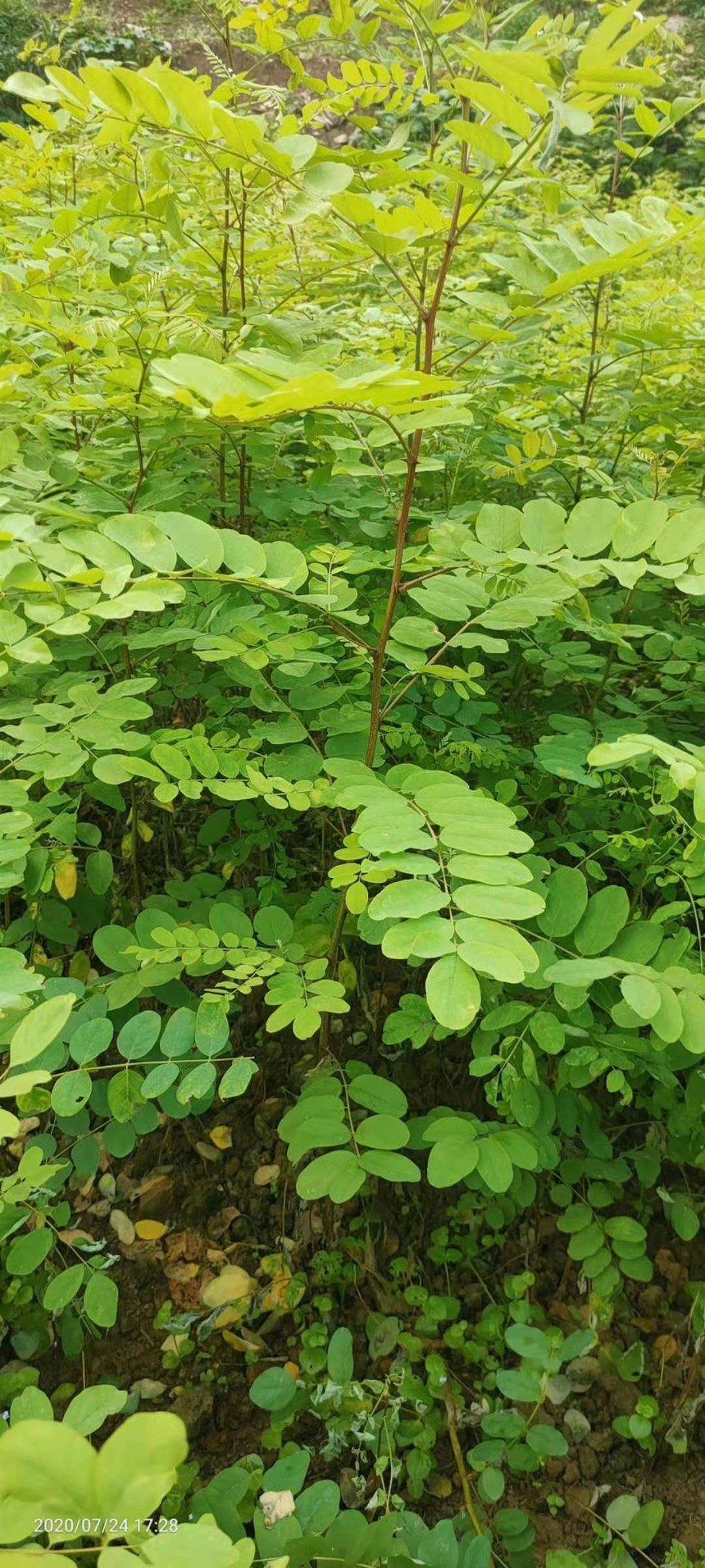 刺槐大量销售  刺槐常年供应 刺槐供应 刺槐价格 刺槐直销 刺槐哪里有  刺槐种植 刺槐培植 供应刺槐图片