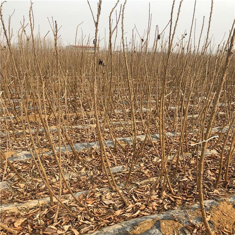 櫻桃苗圖片/櫻桃苗樣板圖 (3)