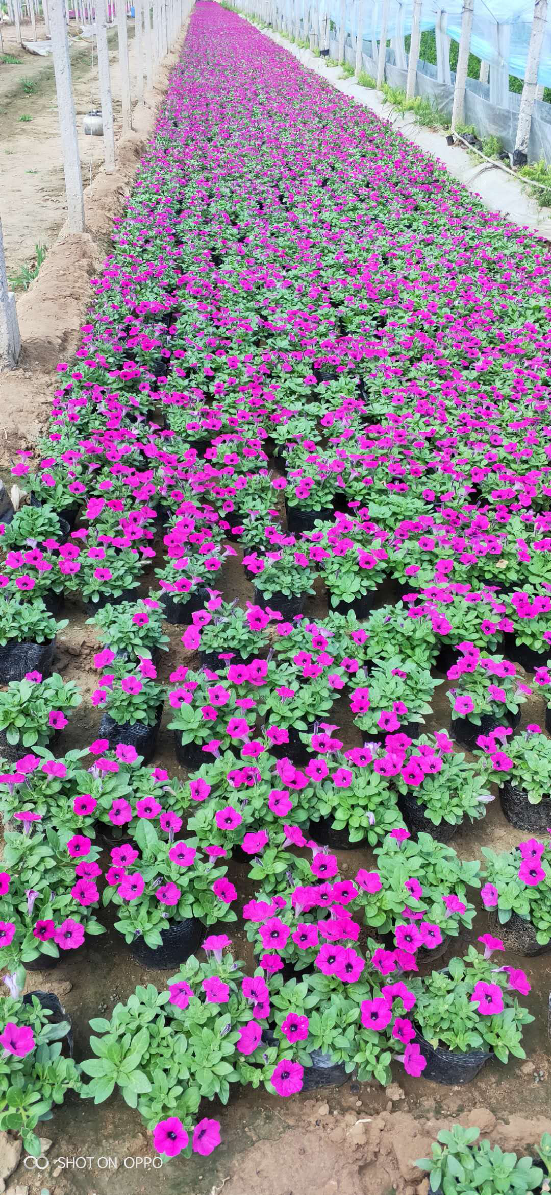 垂吊牽牛圖片/垂吊牽牛樣板圖 (3)