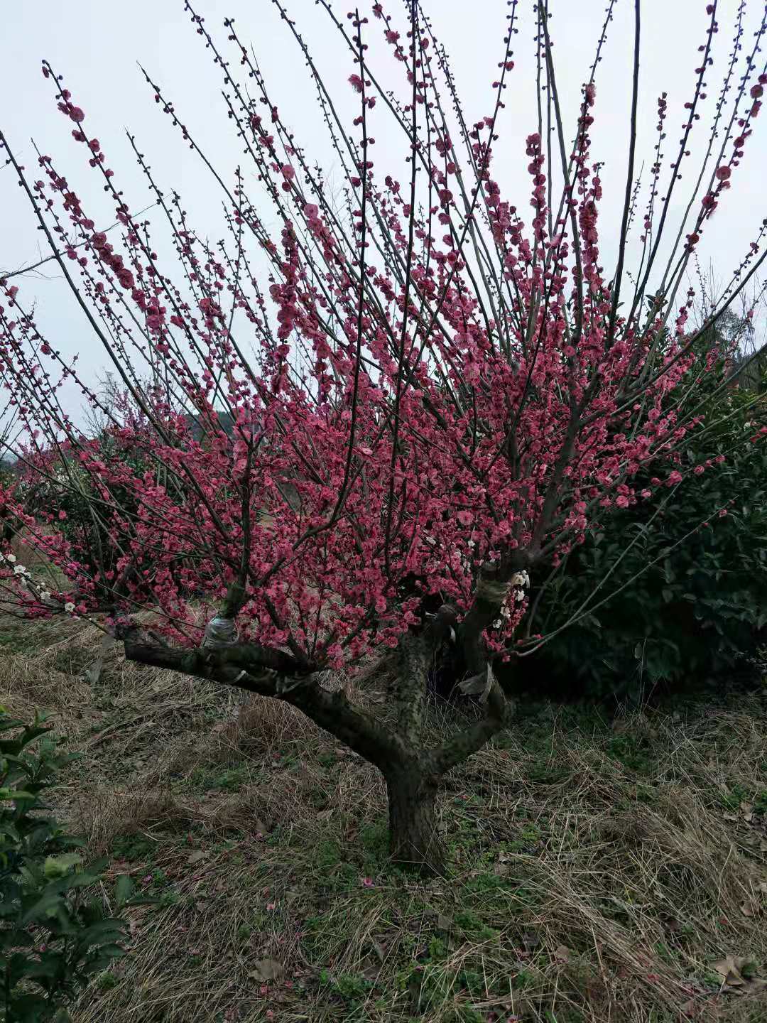 8公分紅梅樹圖片
