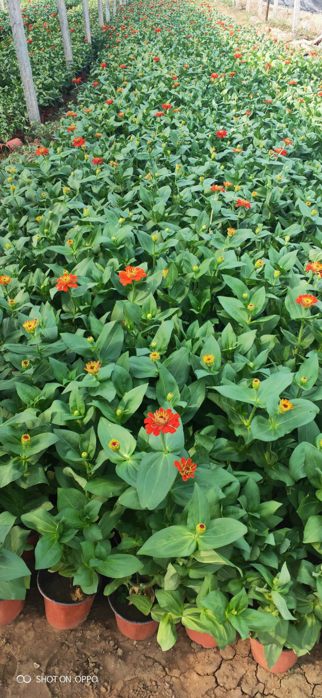 百日草圖片/百日草樣板圖 (2)