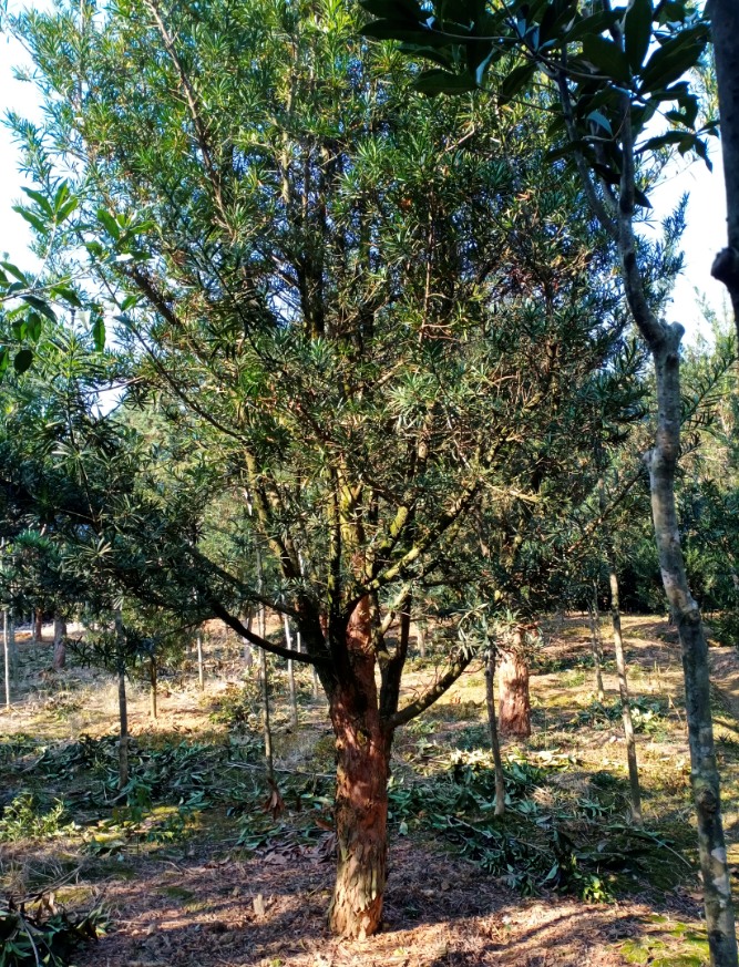 紅豆杉圖片/紅豆杉樣板圖 (1)