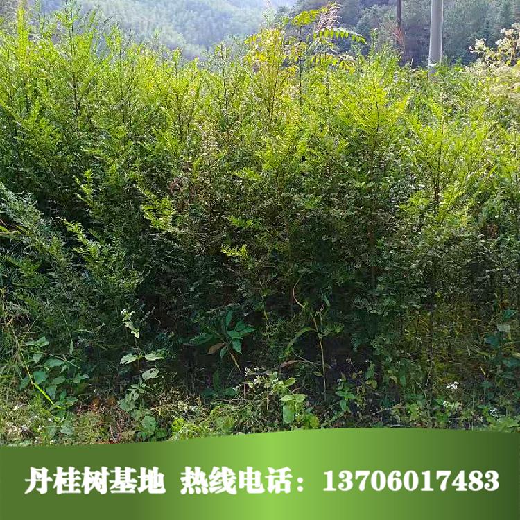 紅豆杉苗圖片/紅豆杉苗樣板圖 (4)