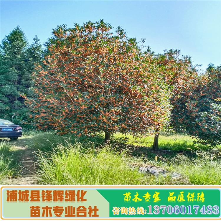 桂花樹苗圖片/桂花樹苗樣板圖 (1)