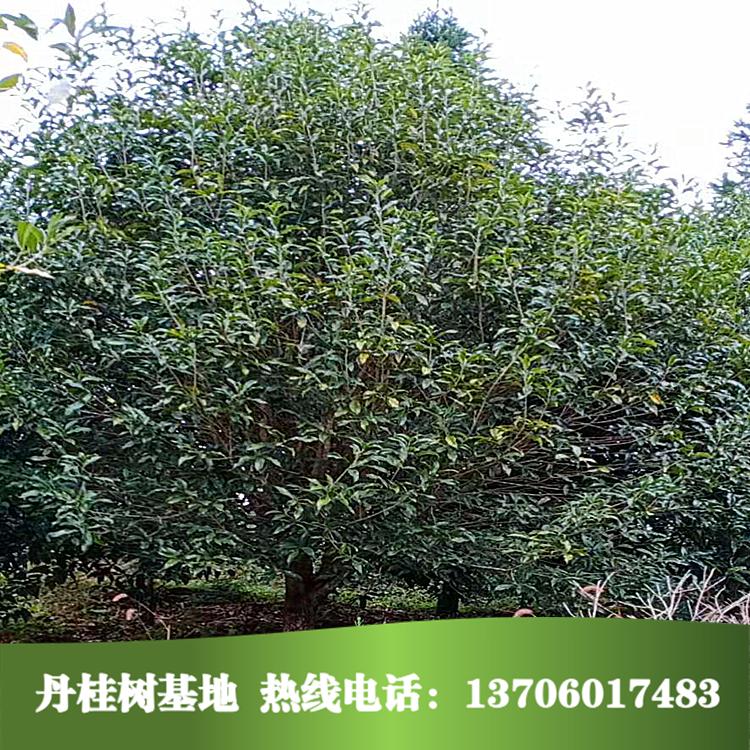 桂花樹苗大量供應(yīng)20公分丹桂樹 丹桂桂花報(bào)價(jià)