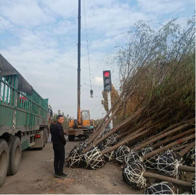 5公分國槐圖片/5公分國槐樣板圖 (4)