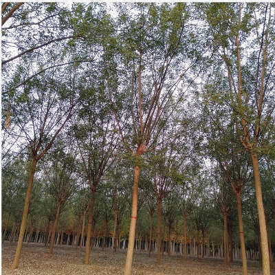 園林綠化苗木國槐 園林綠化苗木國槐供應 園林綠化苗木國槐直銷 園林綠化苗木國槐價格 國槐供應