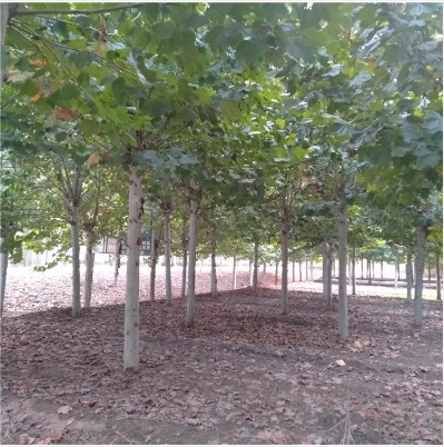 速生法桐圖片/速生法桐樣板圖 (4)