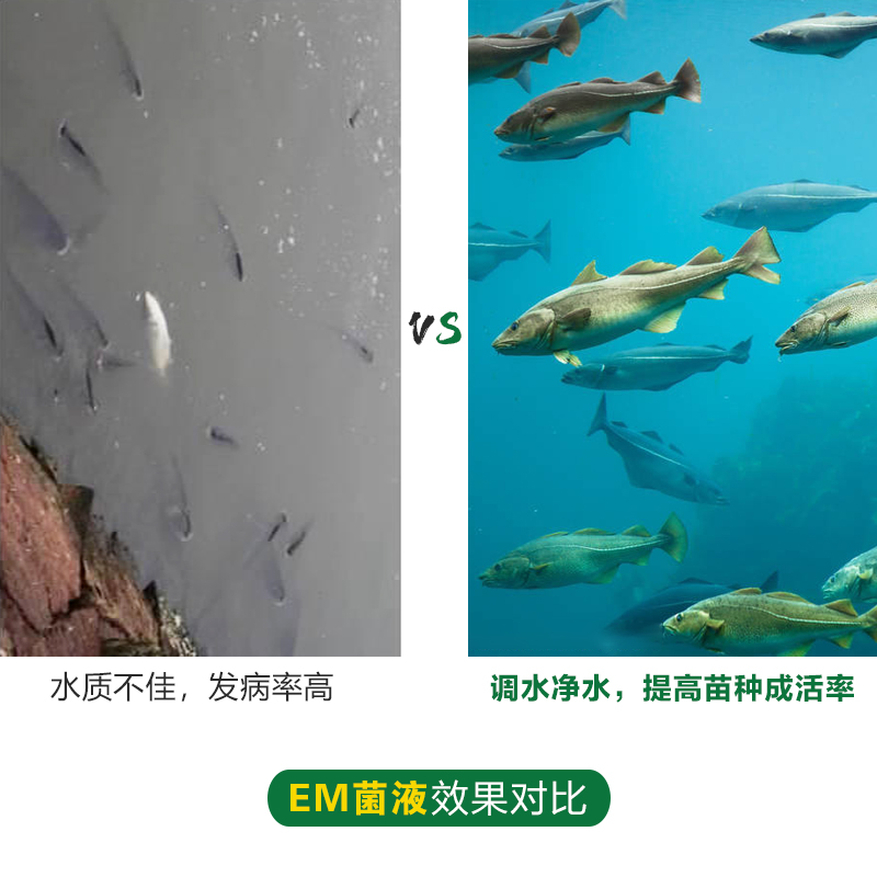 EM菌液圖片/EM菌液樣板圖 (2)