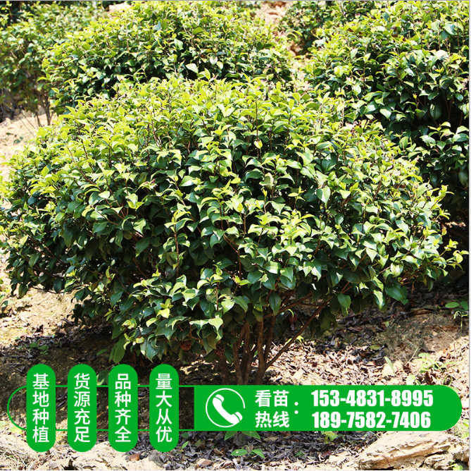 茶花球圖片/茶花球樣板圖 (1)