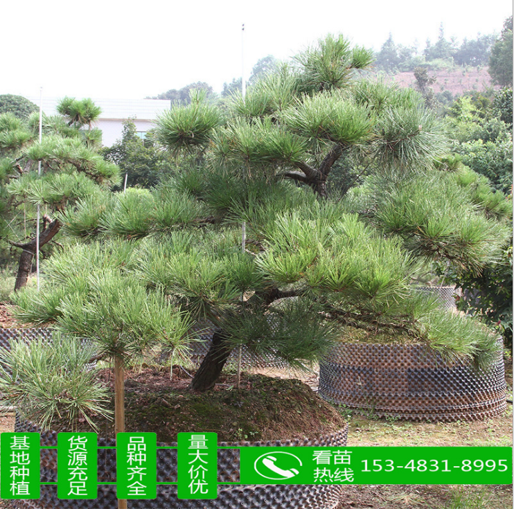 造型黑松 造型黑松供应 造型黑松哪里有 造型黑松哪里好 造型黑松哪里有 造型黑松价格 造型黑松种植图片