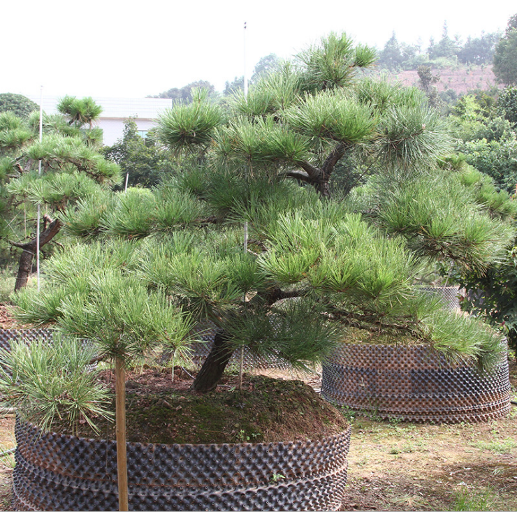 造型黑松造型黑松 造型黑松供应 造型黑松哪里有 造型黑松哪里好 造型黑松哪里有 造型黑松价格 造型黑松种植