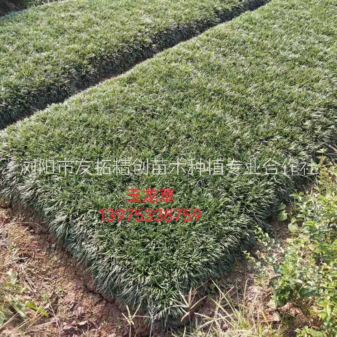 湖南玉龍草出售、基地、批發(fā)、價(jià)格【瀏陽(yáng)市友拓精創(chuàng)苗木種植專業(yè)合作社】