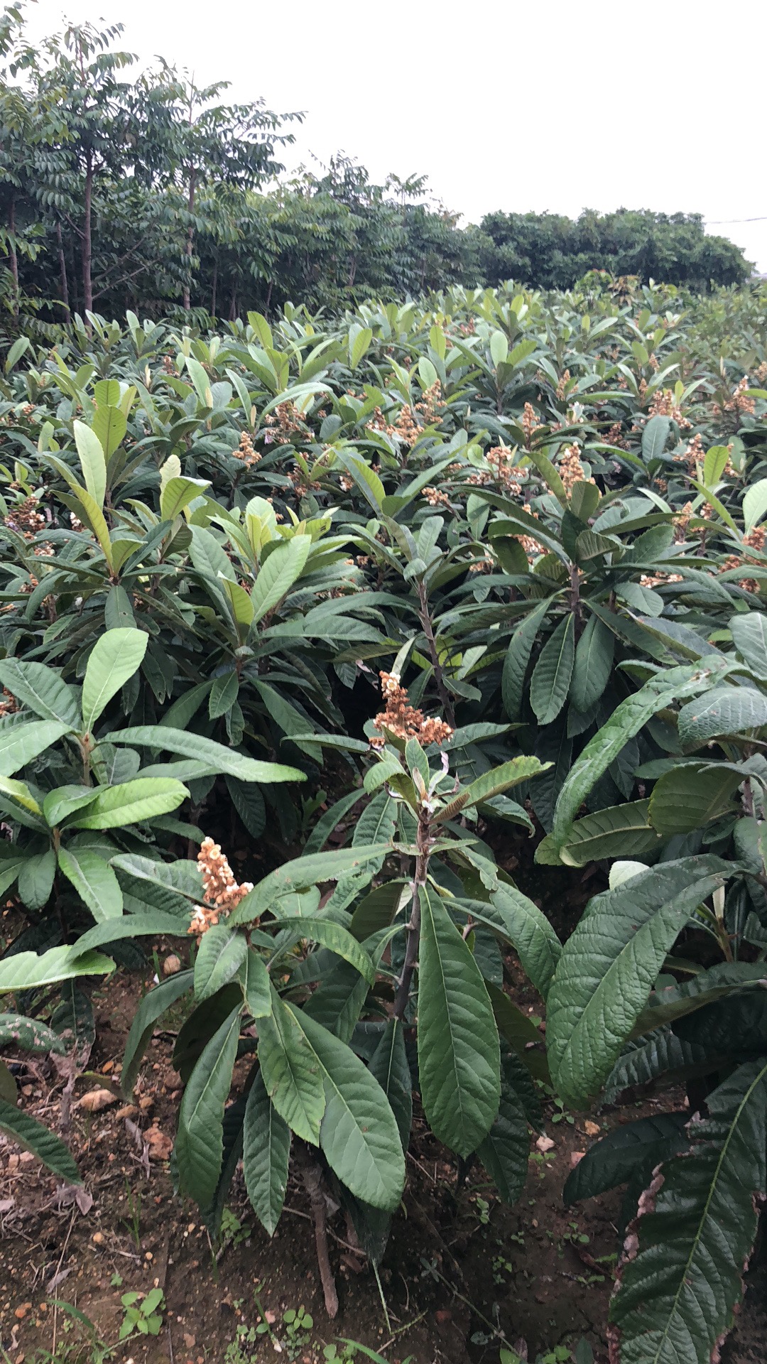 枇杷树苗基地，冰糖枇杷树苗，南北方种植枇杷苗图片