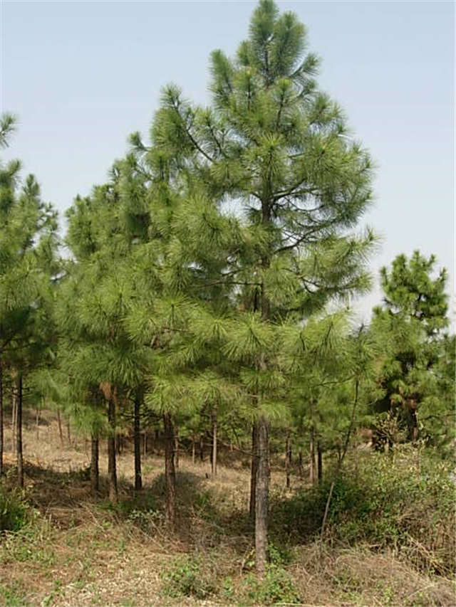 濕地松多少錢圖片/濕地松多少錢樣板圖 (1)
