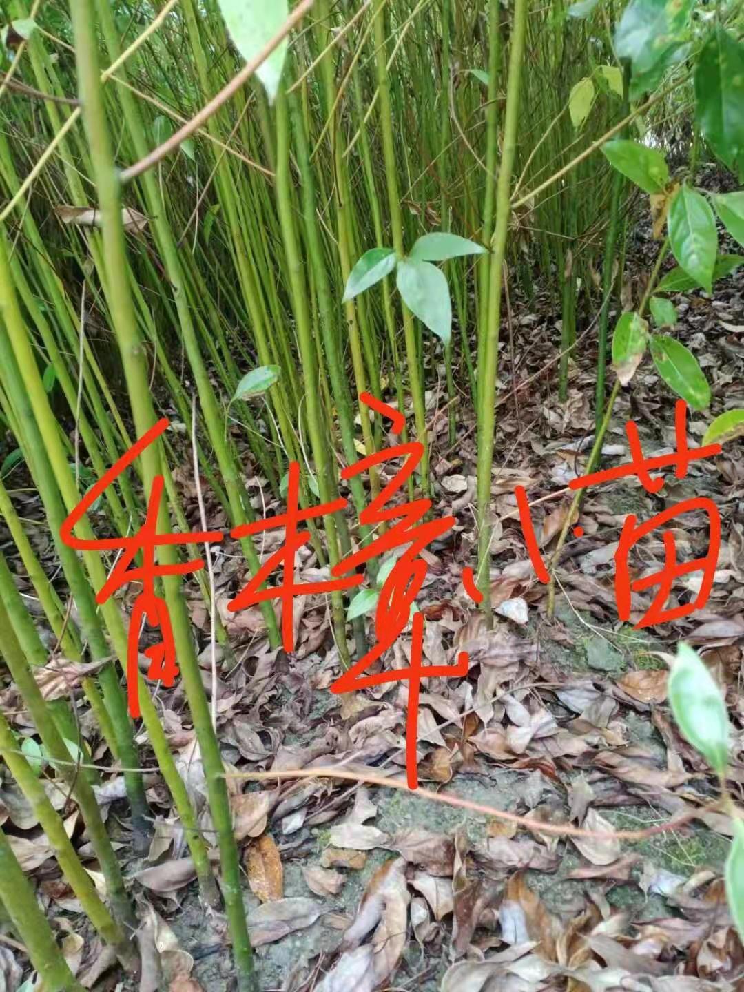 香樟苗報價圖片/香樟苗報價樣板圖 (4)