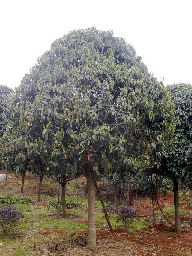 江西香樟价格  江西香樟厂家