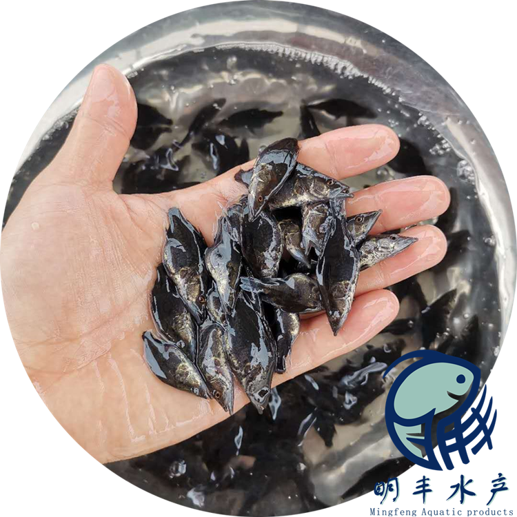 桂花魚苗圖片/桂花魚苗樣板圖 (2)
