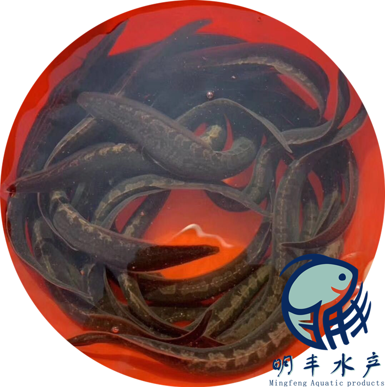 找蘇州刺鰍魚苗批發(fā)價格圖片/找蘇州刺鰍魚苗批發(fā)價格樣板圖 (2)