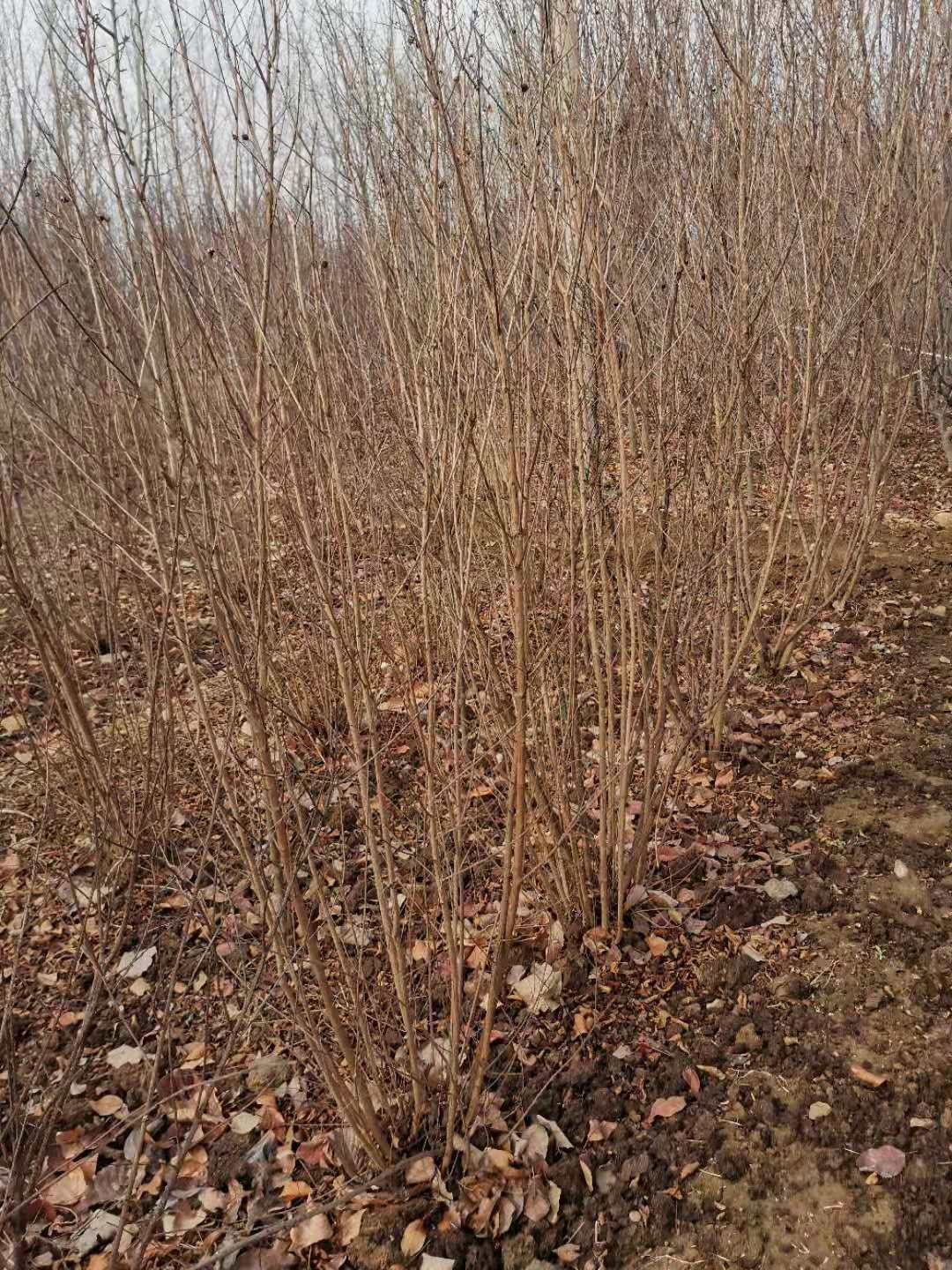 叢生紫薇圖片/叢生紫薇樣板圖 (4)