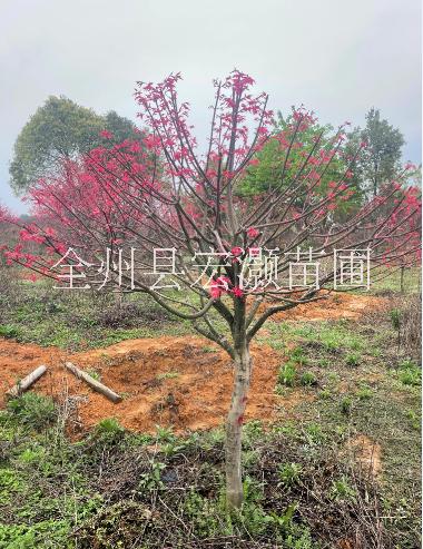 桂林紅楓出售圖片/桂林紅楓出售樣板圖 (1)