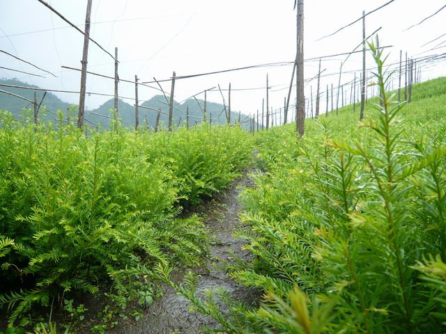紅豆杉圖片/紅豆杉樣板圖 (2)