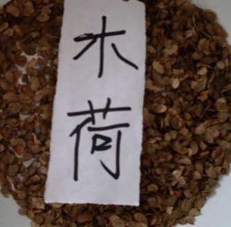 木荷種子圖片/木荷種子樣板圖 (2)