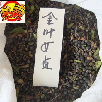 江西金葉女貞種子/江西金葉女貞種子價(jià)格