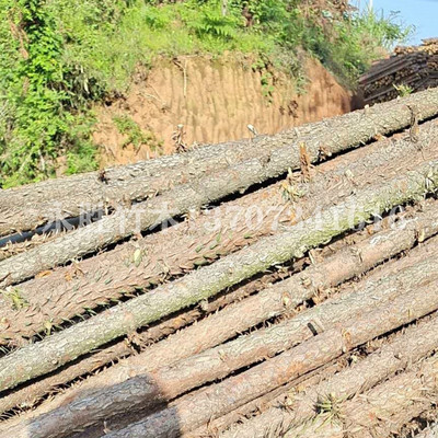 杉木桿圖片/杉木桿樣板圖 (1)